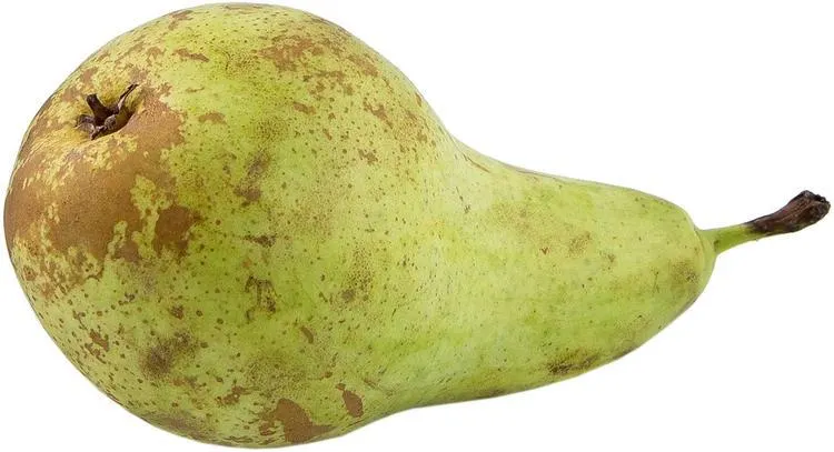 Päärynä Conference I Alankomaat