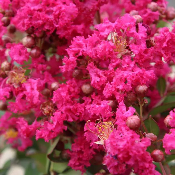 Lilas des Indes Périgord Pourpre®