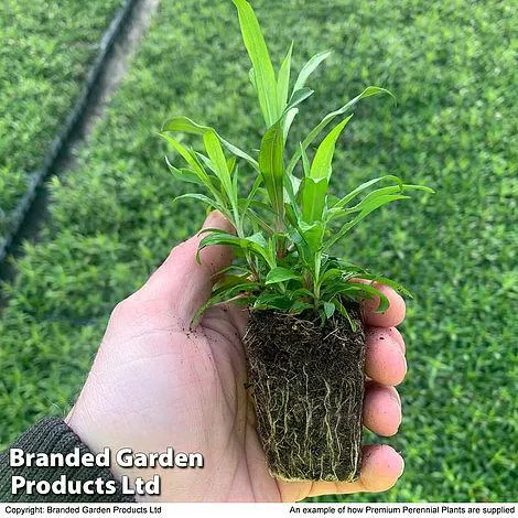 Salvia nemorosa 'Salvatore Deep Blue'