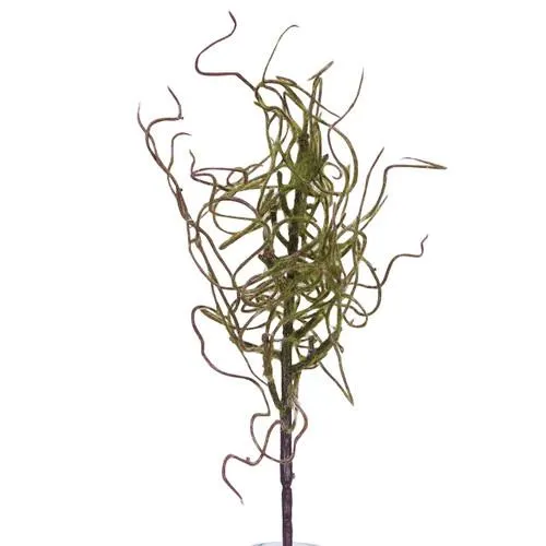 Withered Moss Stem