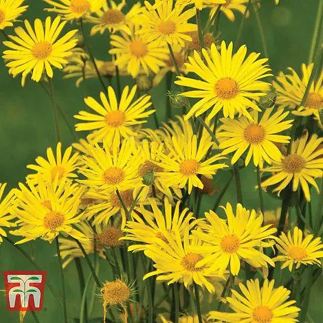 Doronicum caucasicum 'Little Leo'