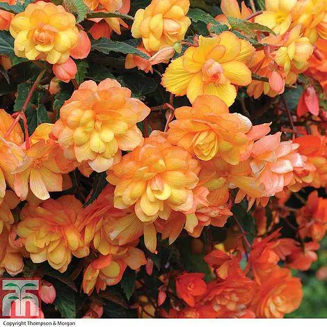 Begonia x tuberhybrida 'Apricot Shades Improved' F1 Hybrid