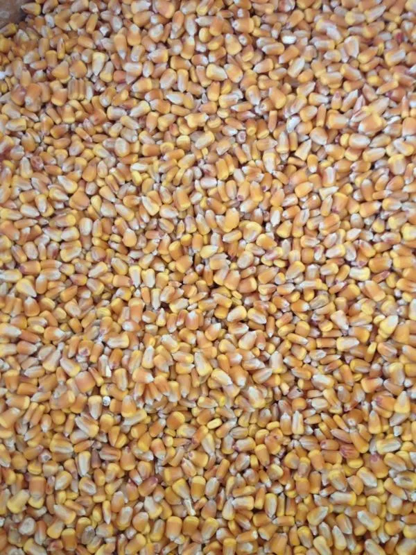 Καλαμπόκι Ολόκληρο Ν.Ηλείας 30kg