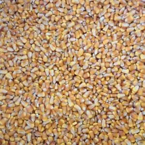 Καλαμπόκι Ολόκληρο Ν.Ηλείας 40kg