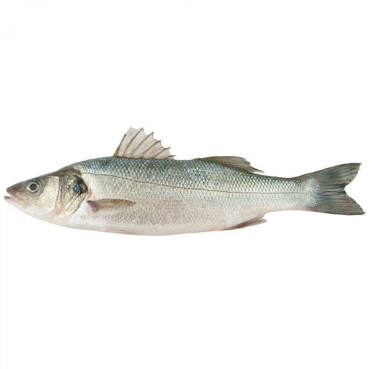 Λαυράκια Dicentrarchus Labrax Υδατοκαλλιέργειας 0,4-0,6kg