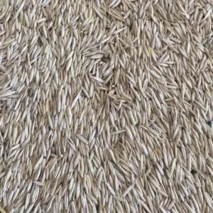 Βρώμη Κτηνοτροφική 30Kg