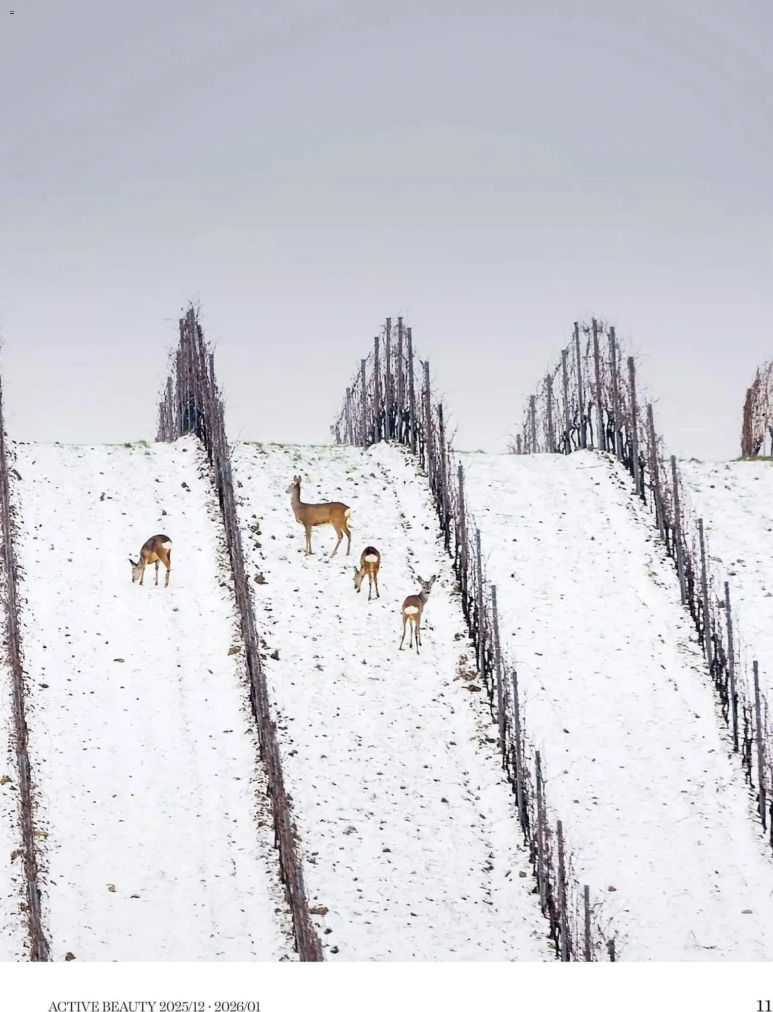 Katalógus DM akciós újság december 18.-tól január 31.-ig 2026. - Oldal 11