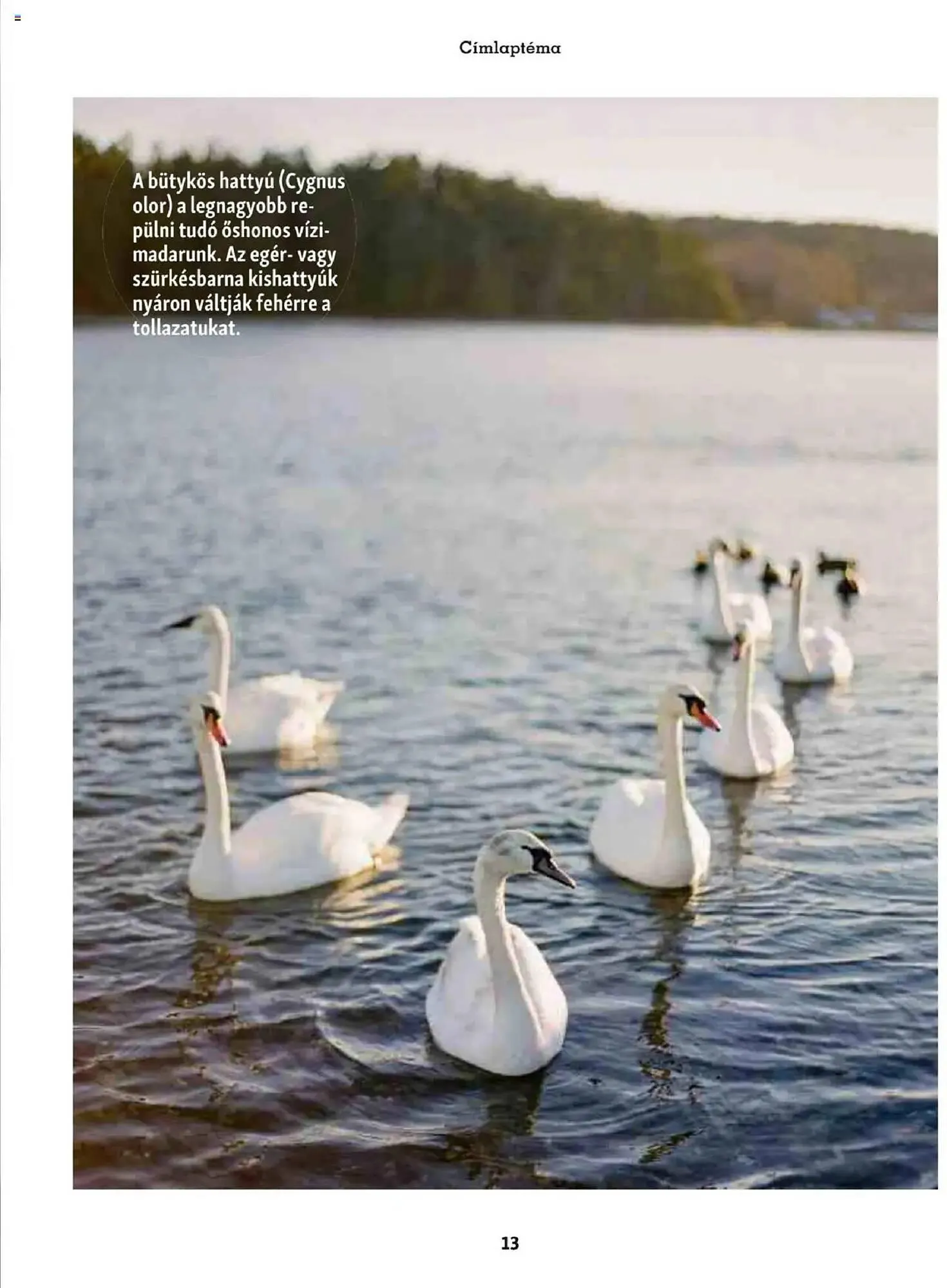 Katalógus Fressnapf akciós újság május 5.-tól május 13.-ig 2025. - Oldal 13