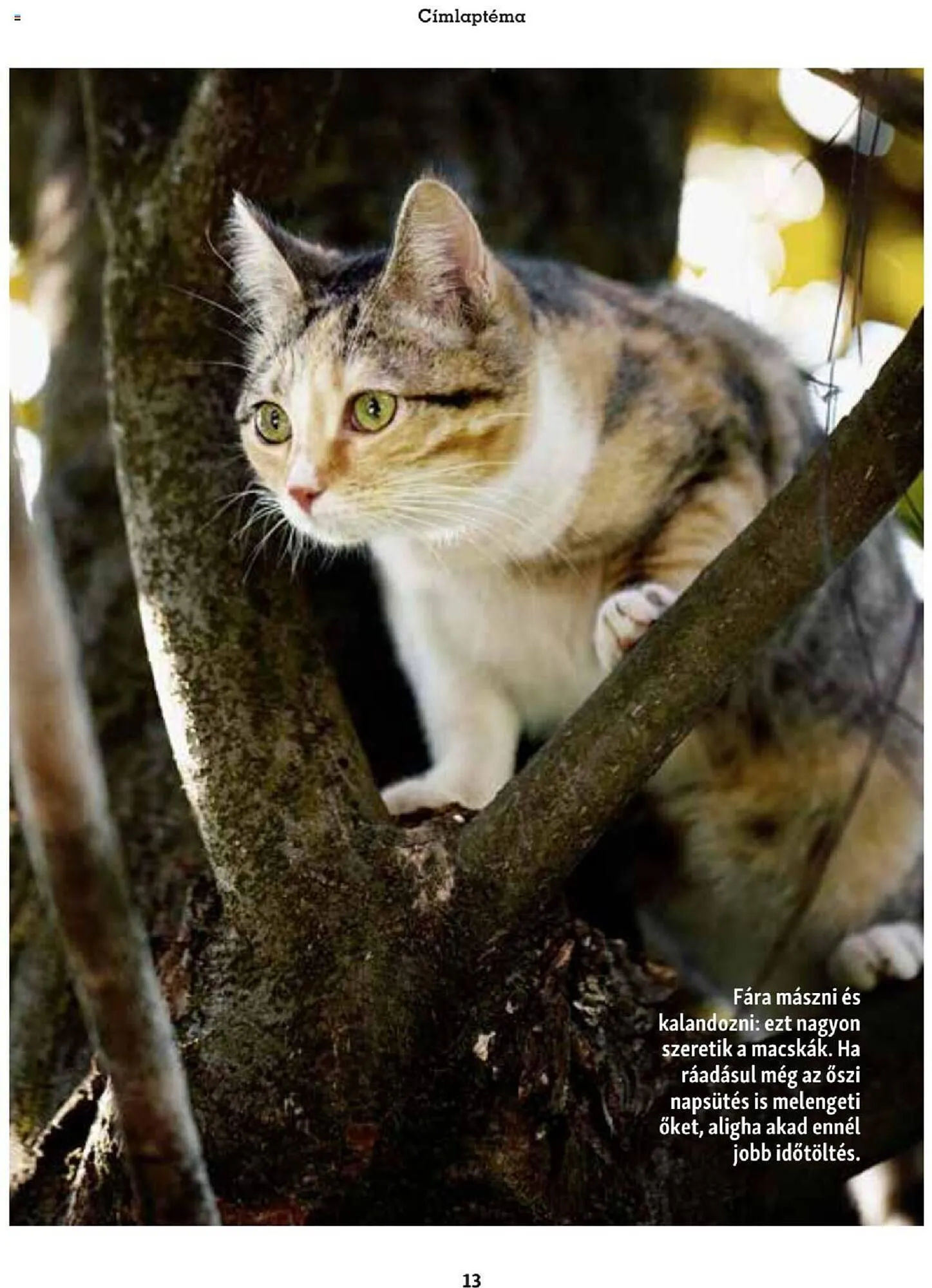 Katalógus Fressnapf akciós újság szeptember 25.-tól november 30.-ig 2023. - Oldal 13