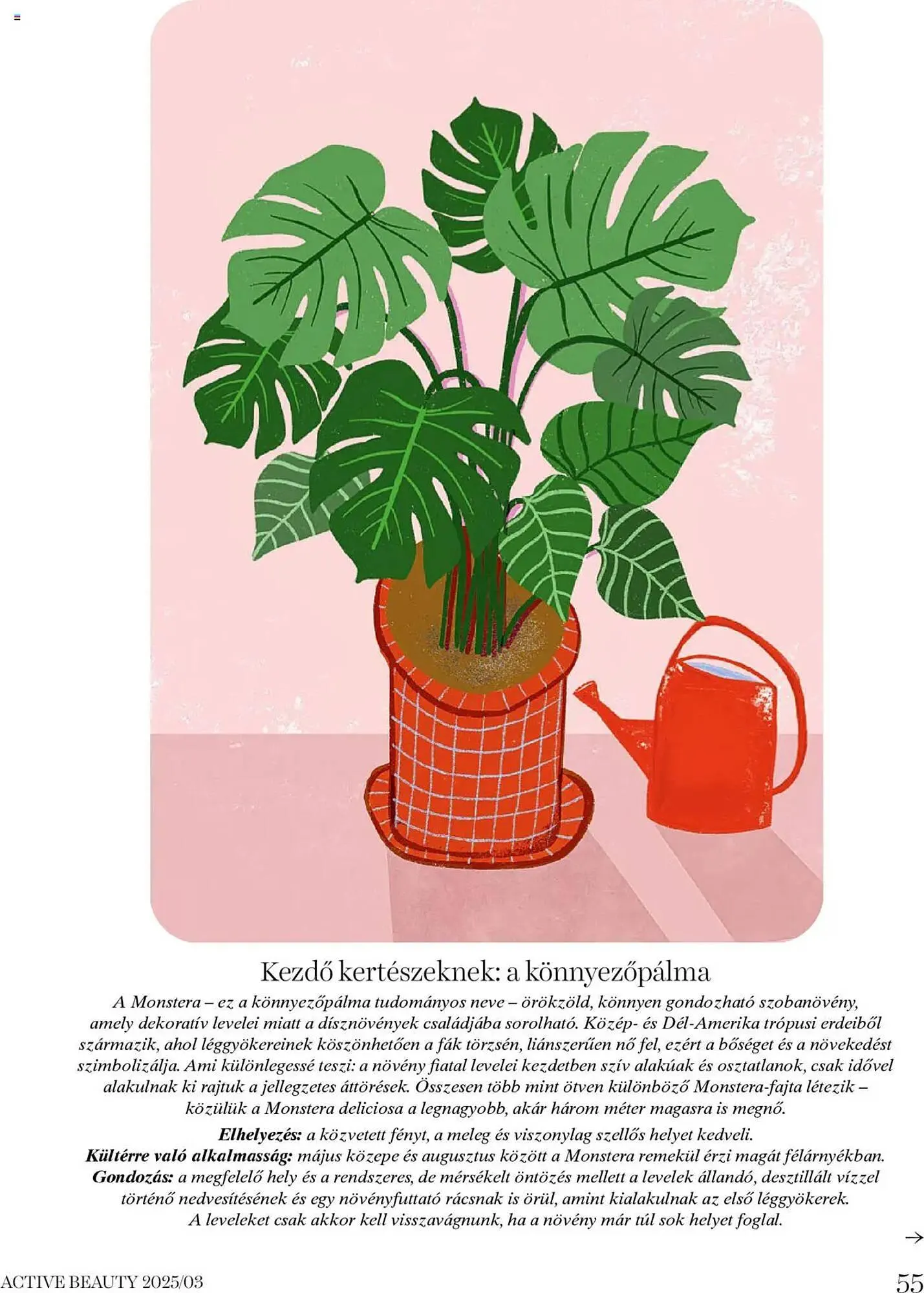 Katalógus DM akciós újság március 20.-tól március 27.-ig 2025. - Oldal 55