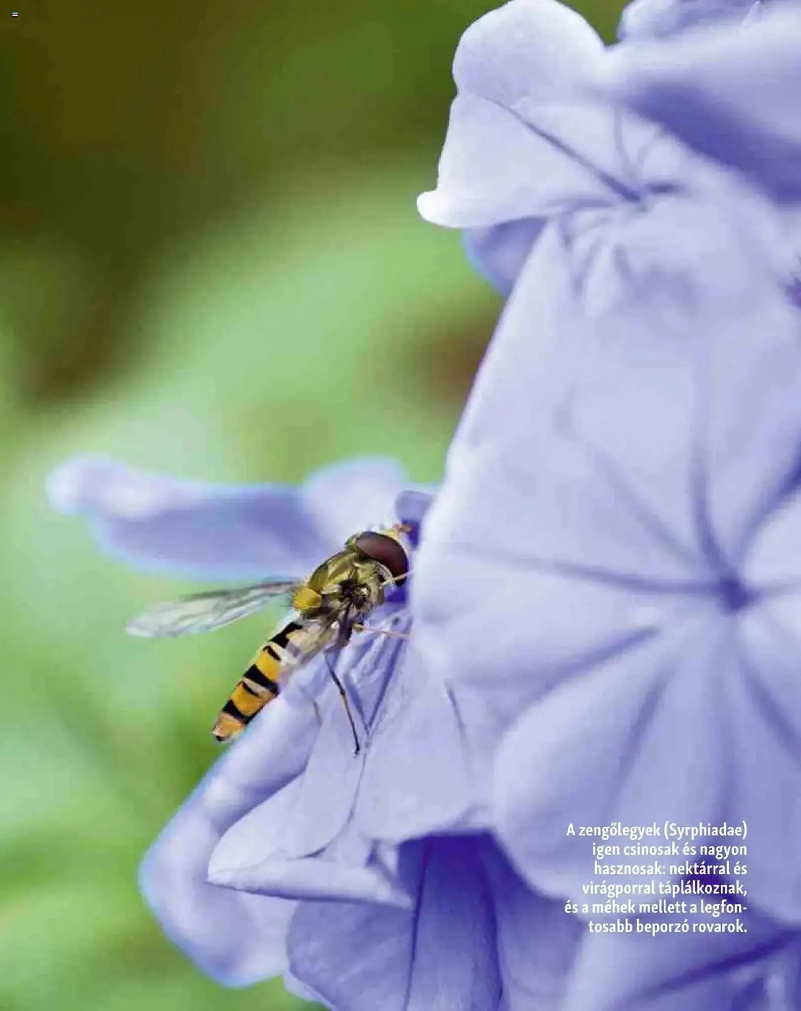 Katalógus Fressnapf akciós újság május 5.-tól május 13.-ig 2025. - Oldal 12