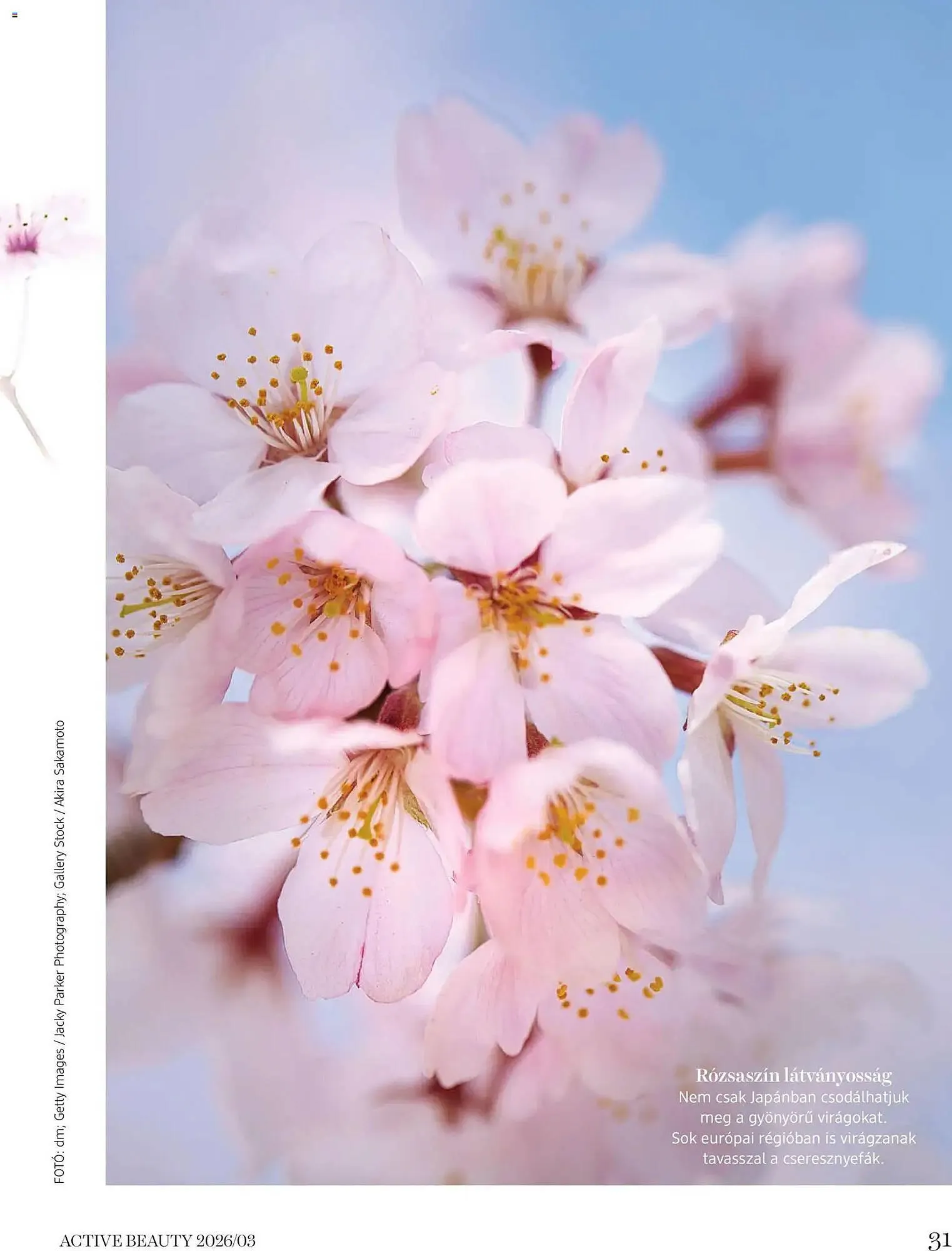 Katalógus DM akciós újság március 26.-tól április 30.-ig 2026. - Oldal 31