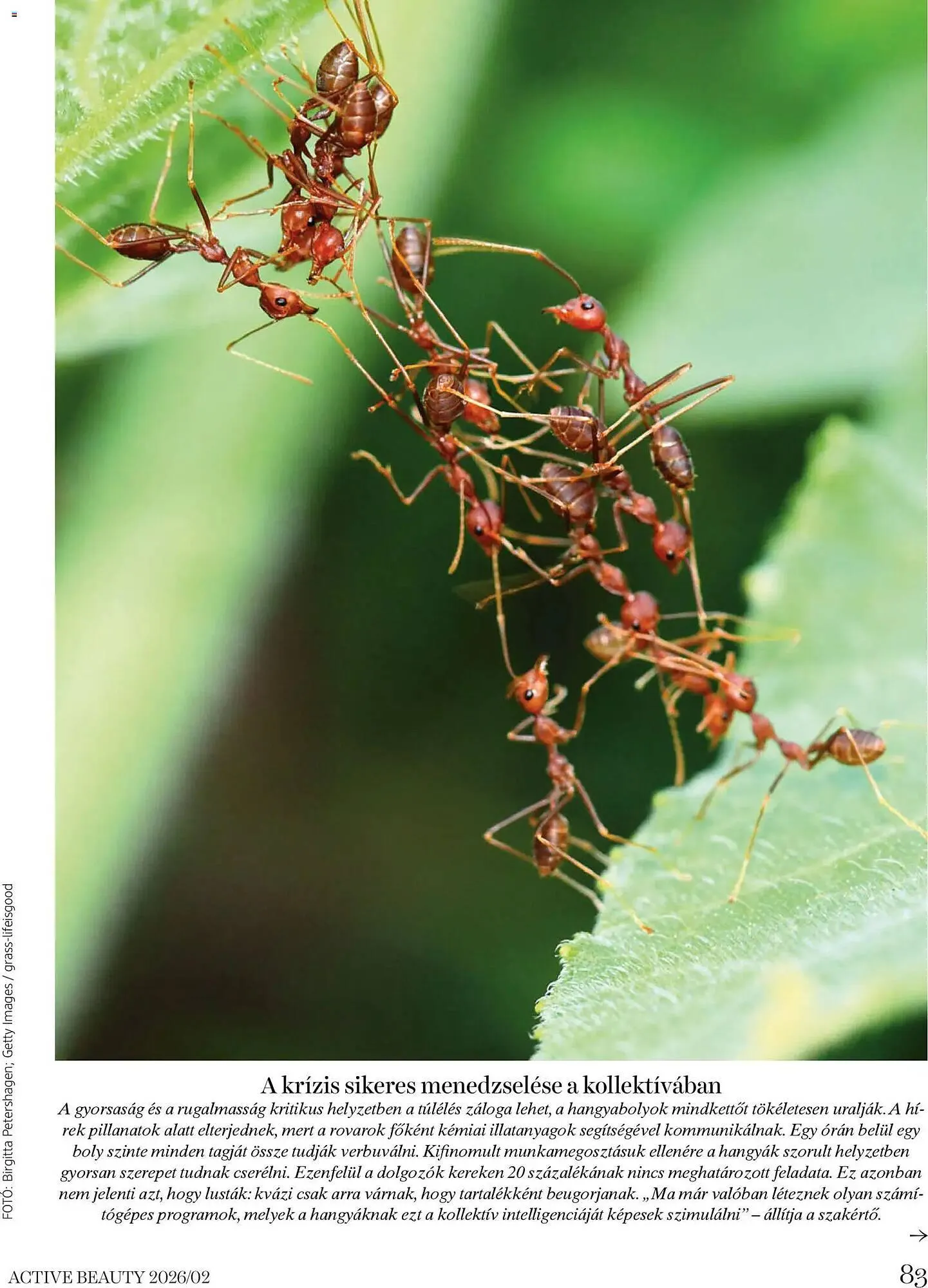 Katalógus DM akciós újság február 6.-tól február 28.-ig 2026. - Oldal 83