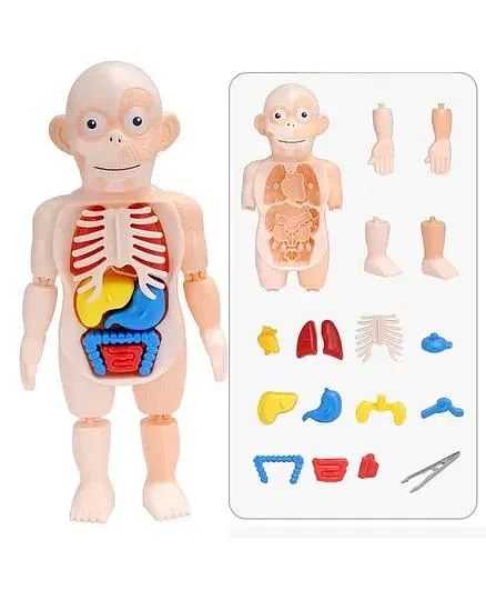 Happy Hues Human Body Model Assembly Toys- Body Organ Anatomy Puzzle - DIY Early Educational Toy- Human Body Puzzle