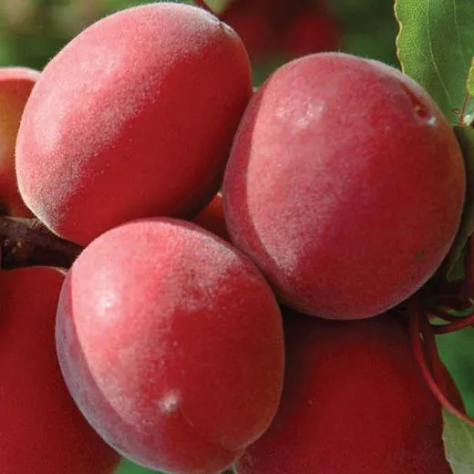 ALBICOCCO - SUNROSSO® -