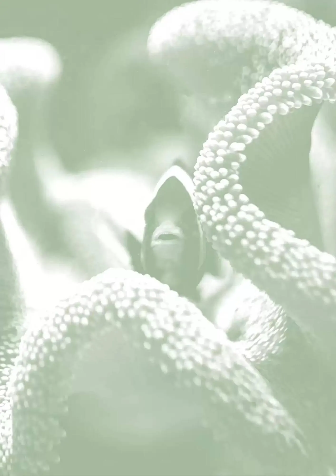 Volantino Ferplast da 13 dicembre a 31 dicembre di 2026 - Pagina del volantino 94