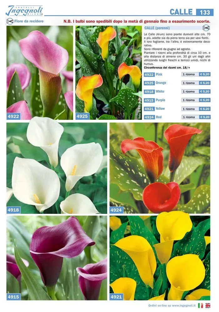 Bulbi Tuberi Rizomi da fiore da 25 marzo a 31 dicembre di 2024 - Pagina del volantino 7