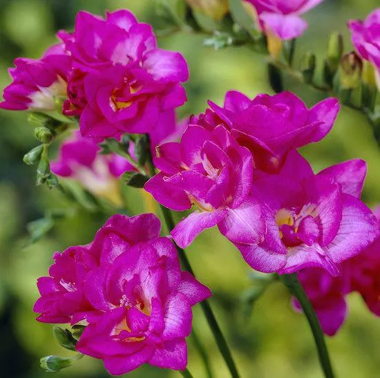 FREESIA ROSA A FIORI DOPPI