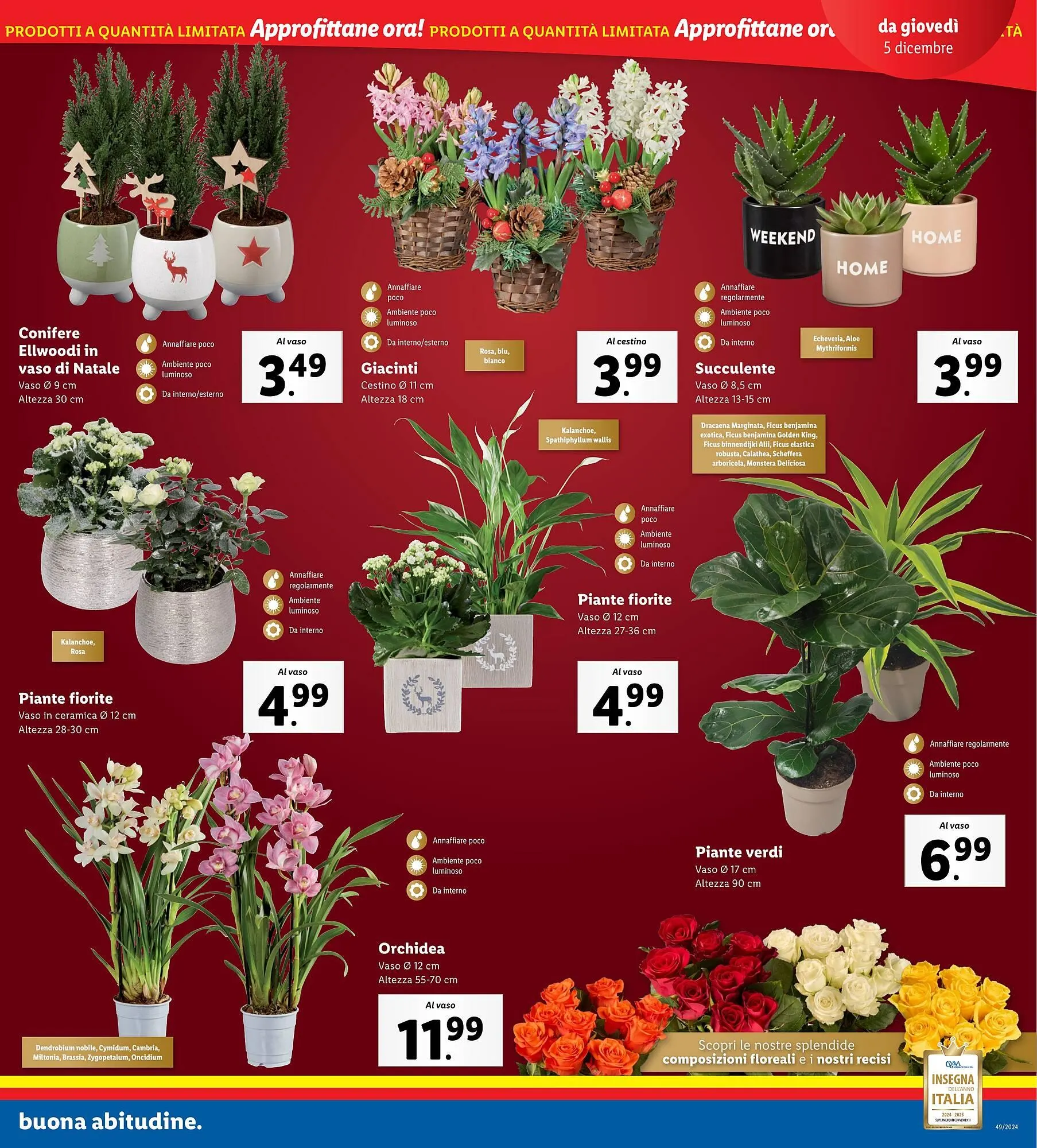 Volantino Lidl da 2 dicembre a 8 dicembre di 2024 - Pagina del volantino 31