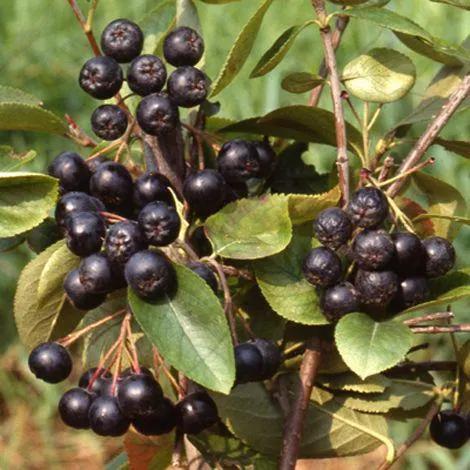 ARONIA PRUNIFOLIA "VIKING"