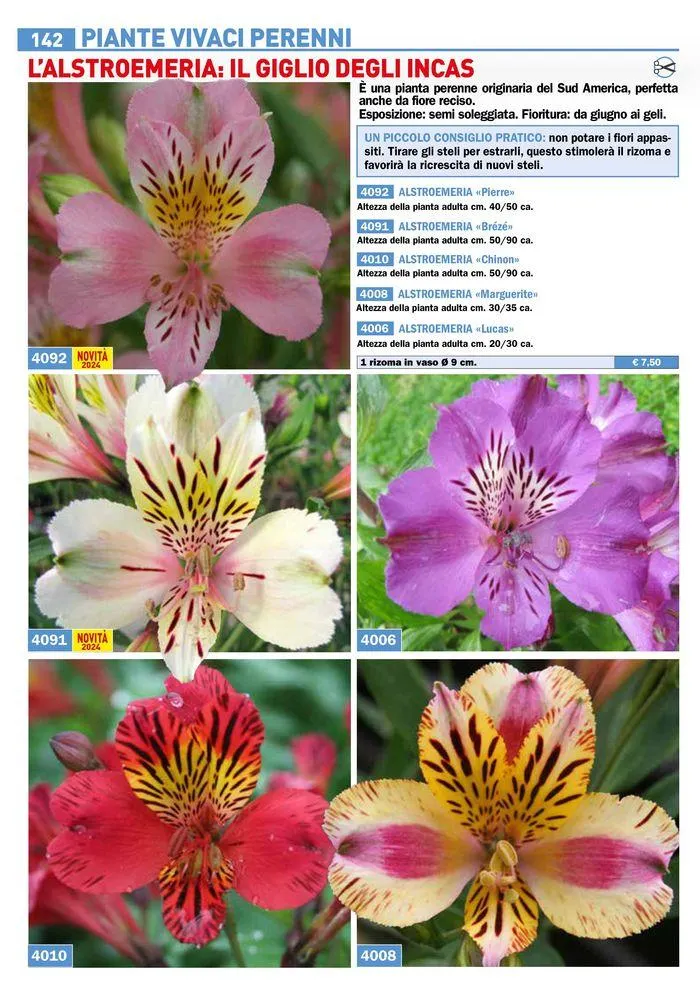 Bulbi Tuberi Rizomi da fiore da 25 marzo a 31 dicembre di 2024 - Pagina del volantino 16