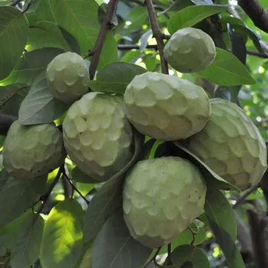 9FE03 - ANNONA CHERIMOLA-FINO DE JETE-