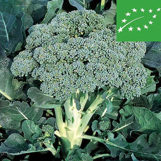 CAVOLO BROCCOLO - RAMOSO CAL. - BIO