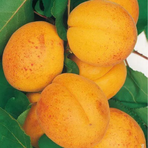 ALBICOCCO BELLA VENOSTA