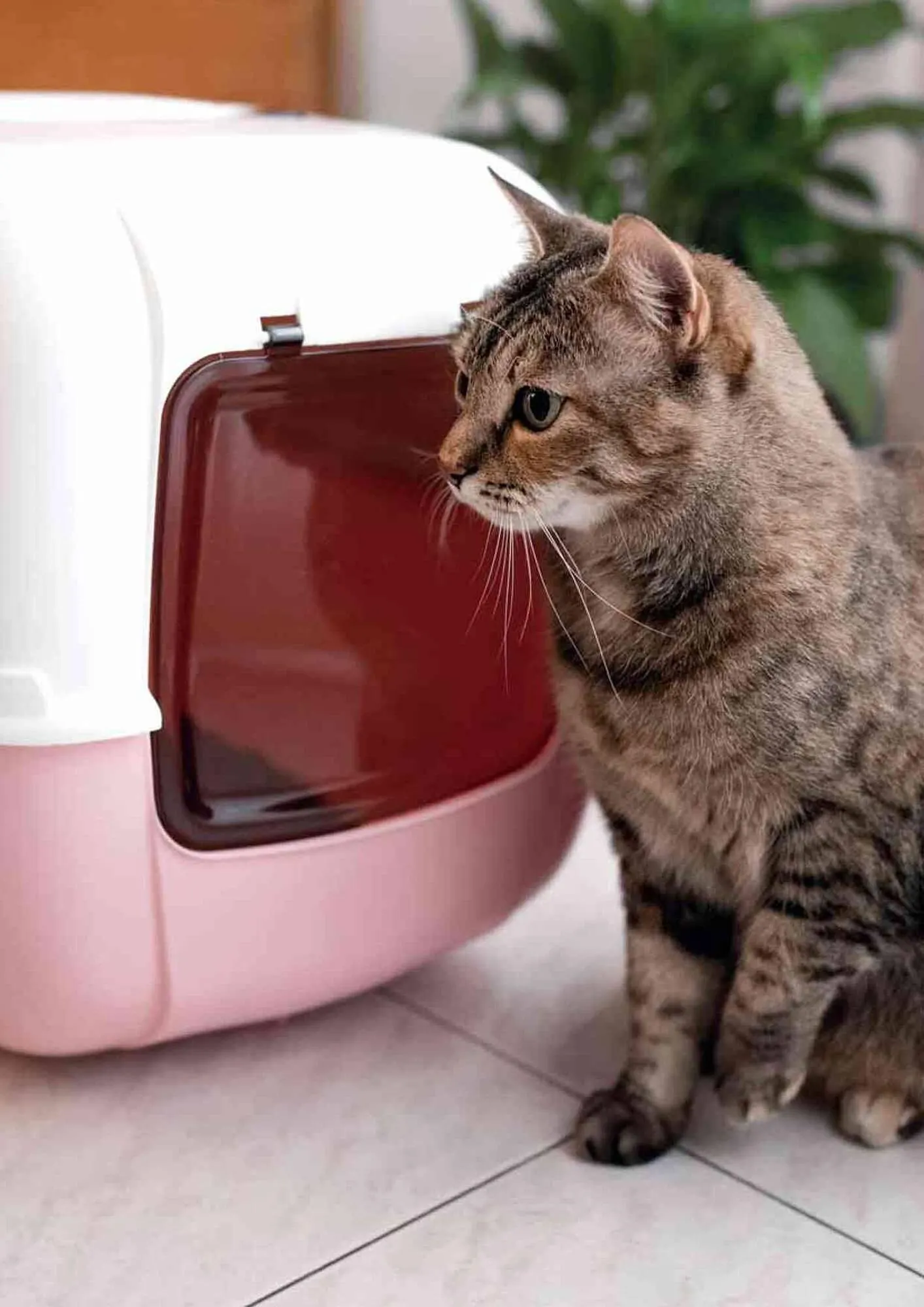 Volantino Ferplast da 25 aprile a 31 gennaio di 2025 - Pagina del volantino 307