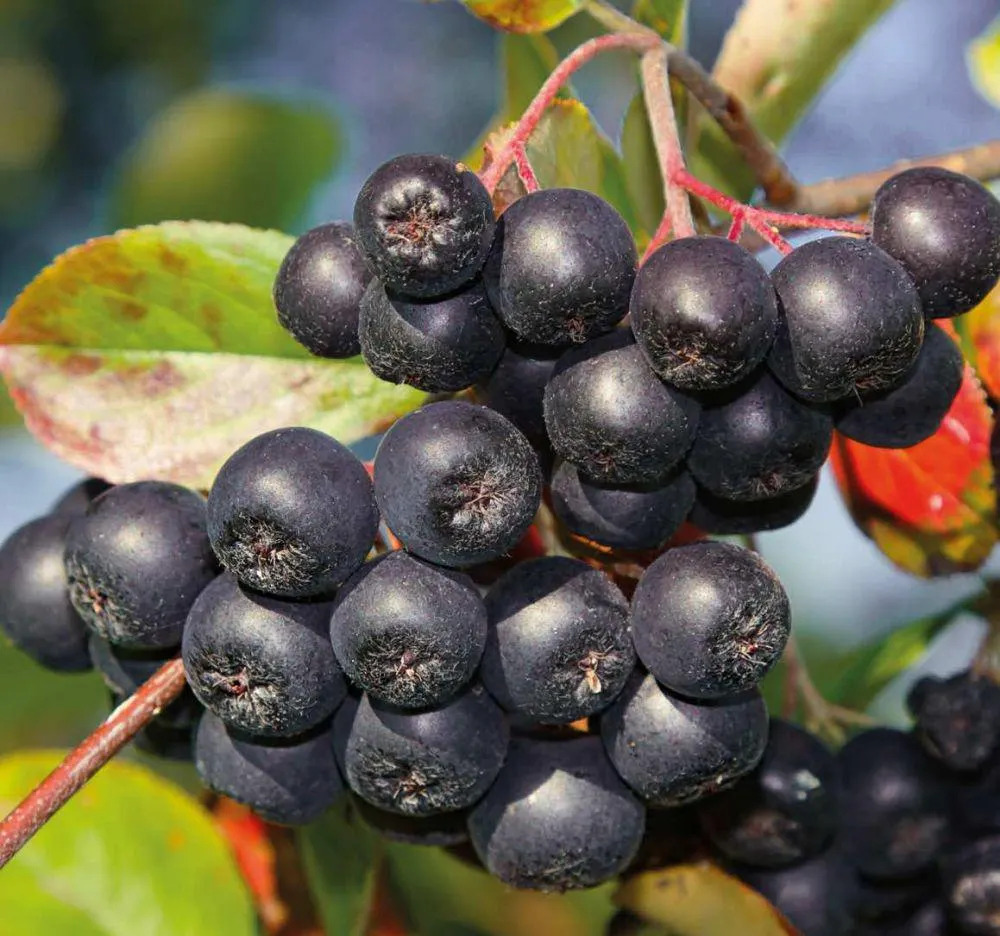 ARONIA Melanocarpa- GALICJANKA-