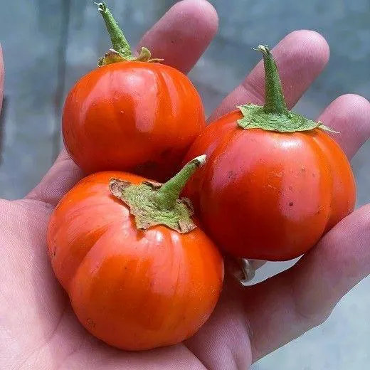 MELANZANA TONDA ROSSA (MELANZANA POMODORO)