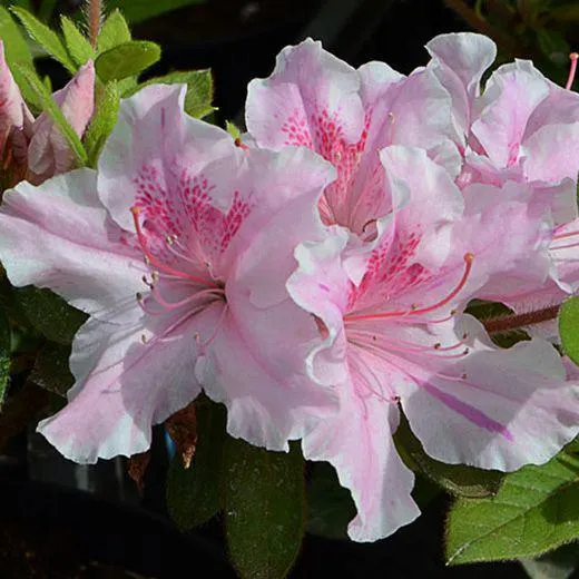 AZALEA RIFIORENTE ENCORE©-TWIST-