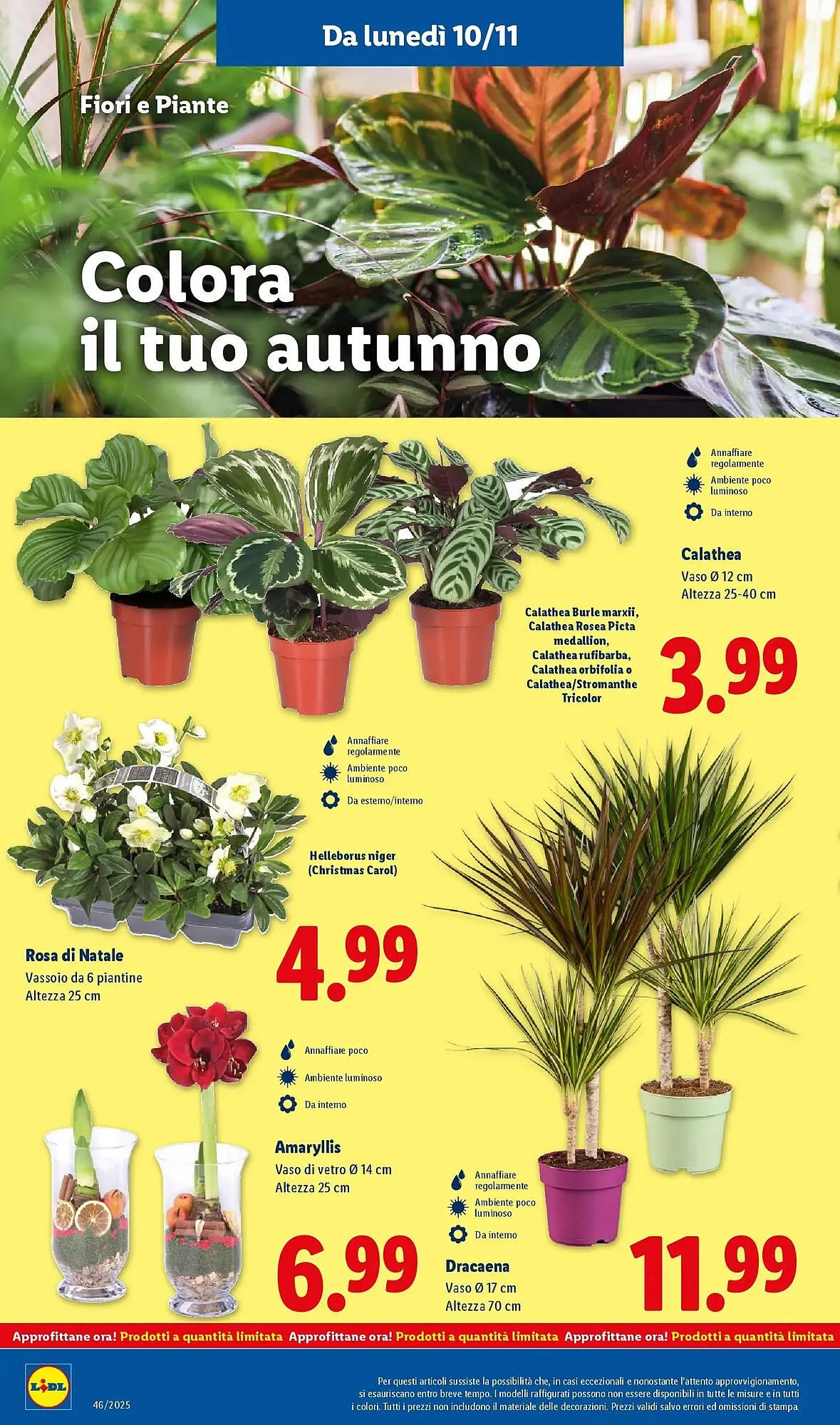 Volantino Lidl da 6 novembre a 16 novembre di 2025 - Pagina del volantino 36