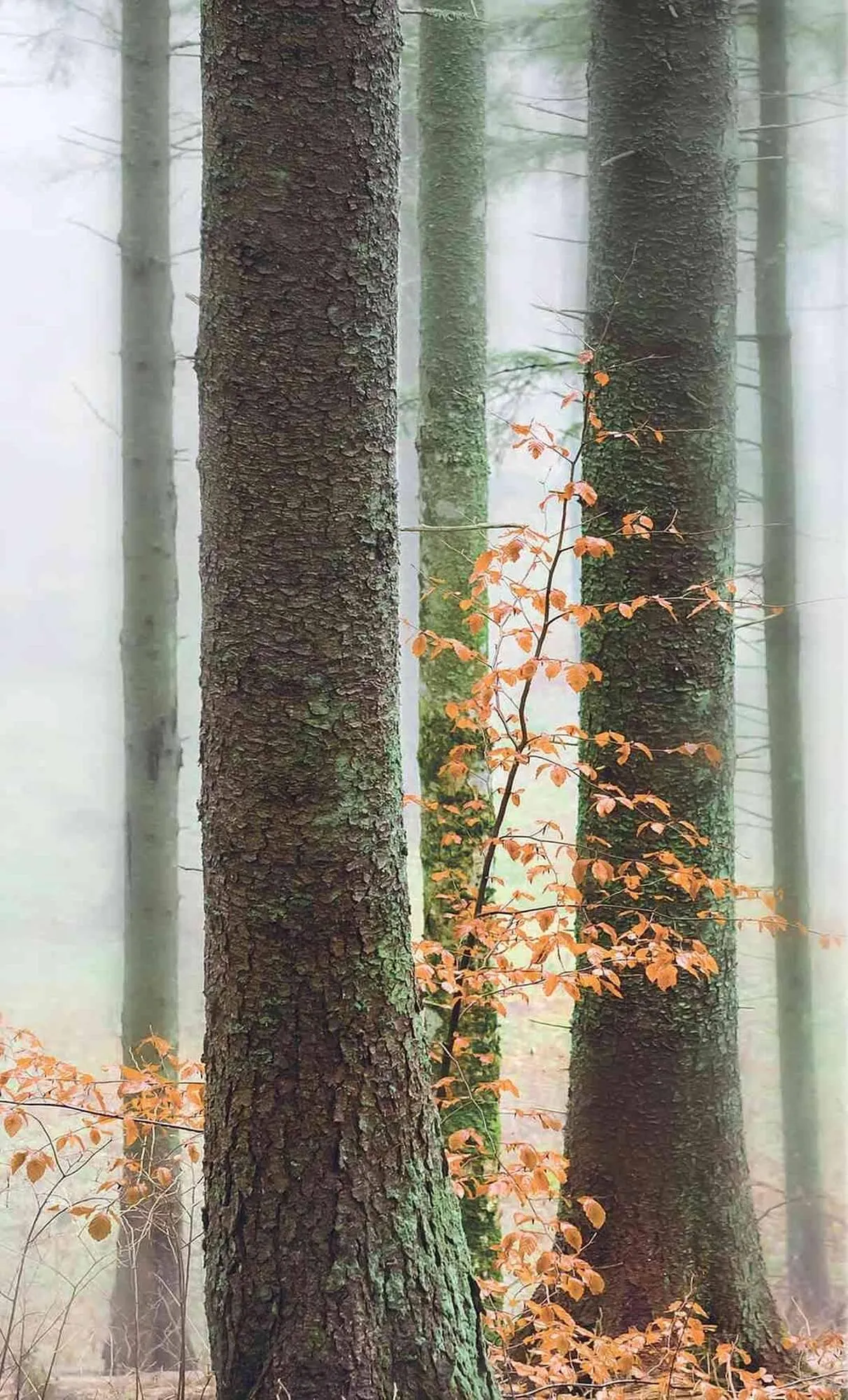 Volantino Foppapedretti da 26 gennaio a 31 dicembre di 2026 - Pagina del volantino 38