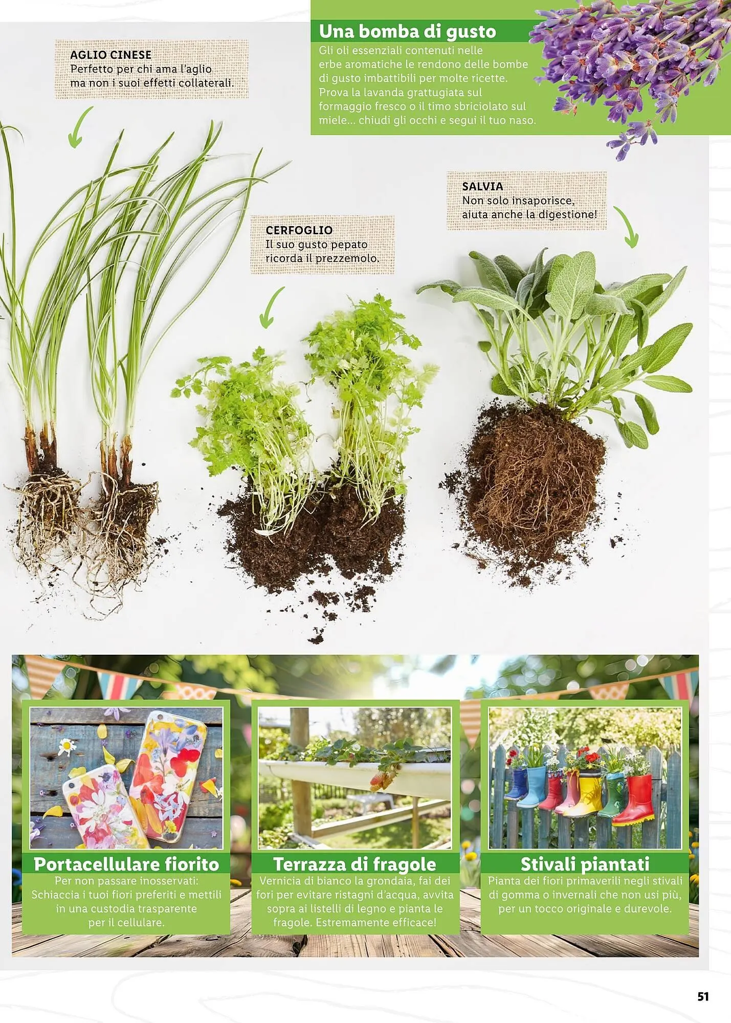 Volantino Lidl da 4 aprile a 31 maggio di 2025 - Pagina del volantino 51