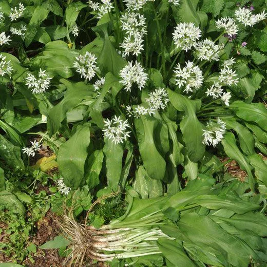 AGLIO ORSINO(Allium ursinum)