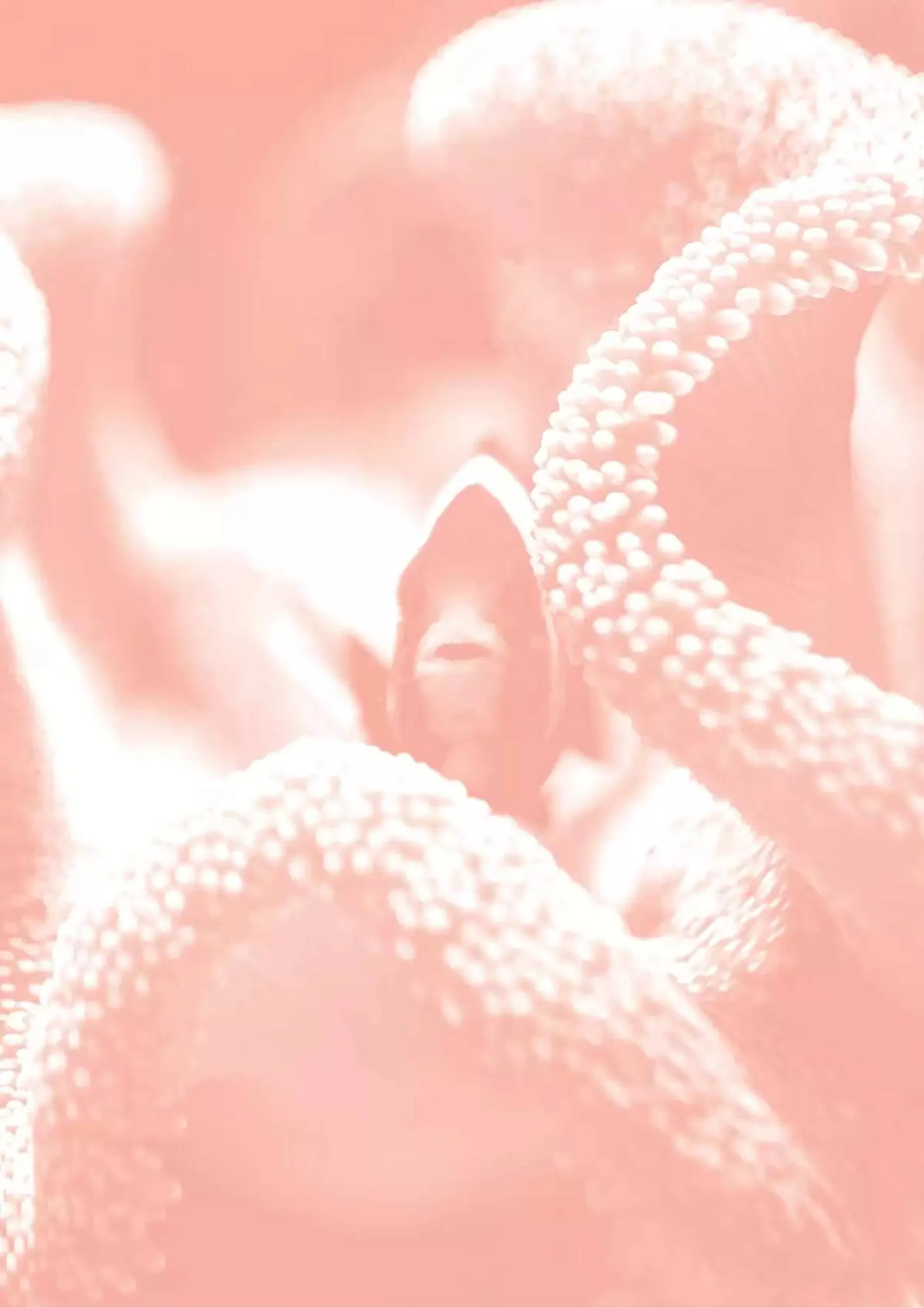 Volantino Ferplast da 13 dicembre a 31 dicembre di 2026 - Pagina del volantino 36