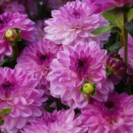 DAHLIA DECORATIVA MEDITERRANEE