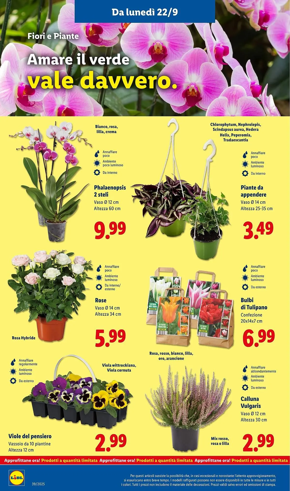 Volantino Lidl da 22 settembre a 28 settembre di 2025 - Pagina del volantino 42