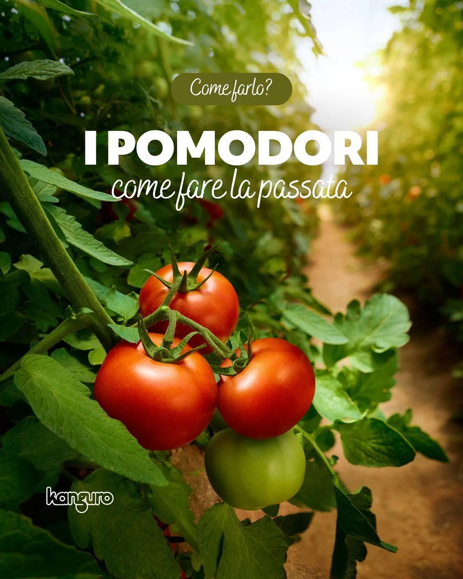 Volantino Kanguro - 1