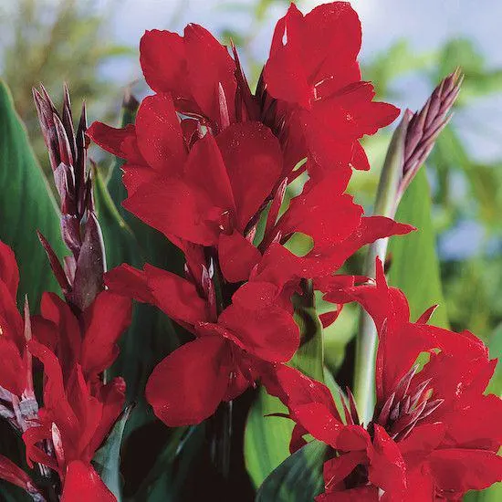 CANNA FIORIFERA A FOGLIE VERDI BRILLIANT
