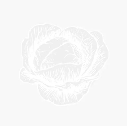 ANEMONI A FIORE DOPPIO -ST. BRIGITTE-