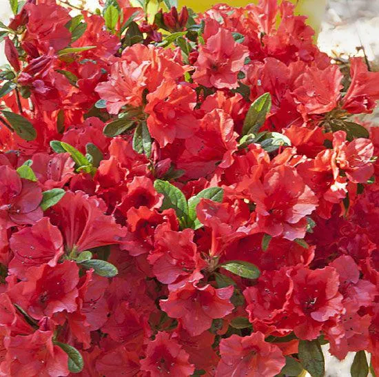 AZALEA RIFIORENTE ENCORE©-SUNSET-