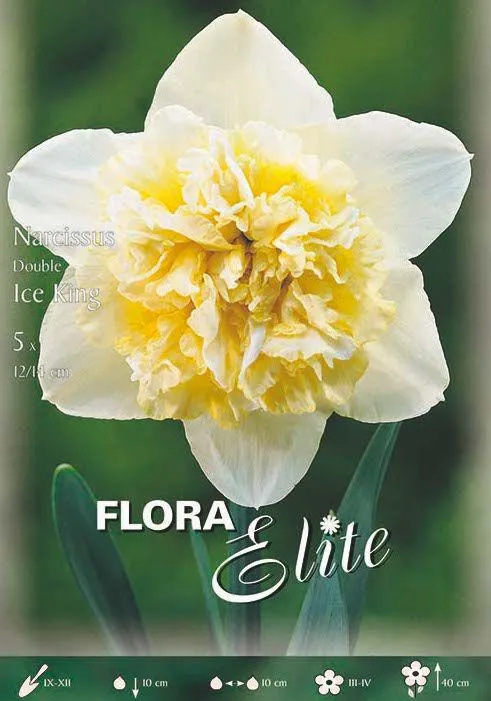 NARCISO A FIORE DOPPIO -ICE KING-