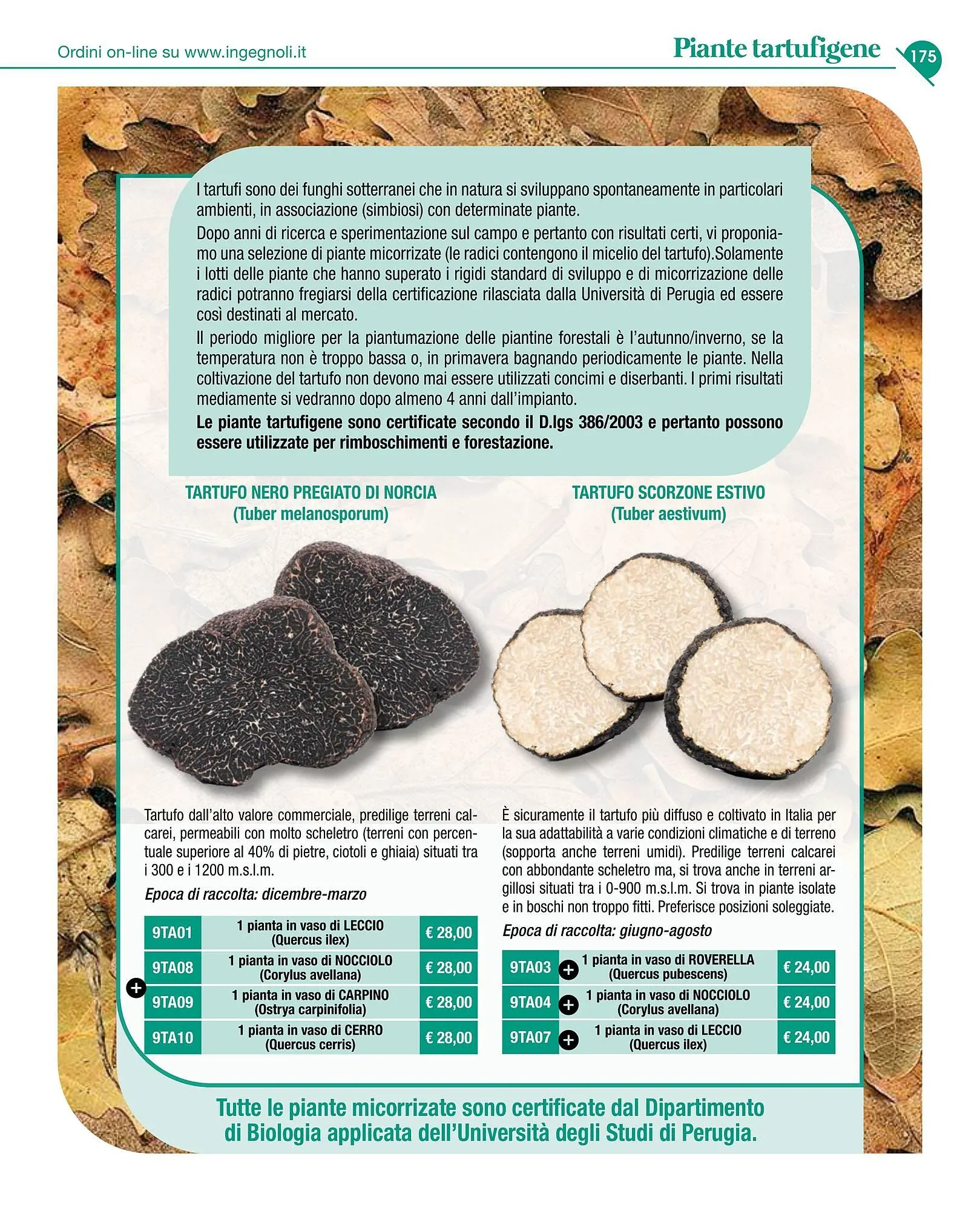 Volantino Ingegnoli da 4 novembre a 31 dicembre di 2025 - Pagina del volantino 177