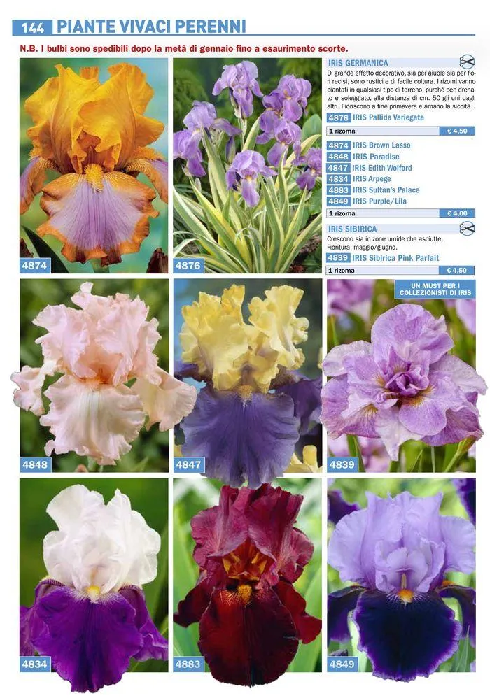 Bulbi Tuberi Rizomi da fiore da 25 marzo a 31 dicembre di 2024 - Pagina del volantino 18