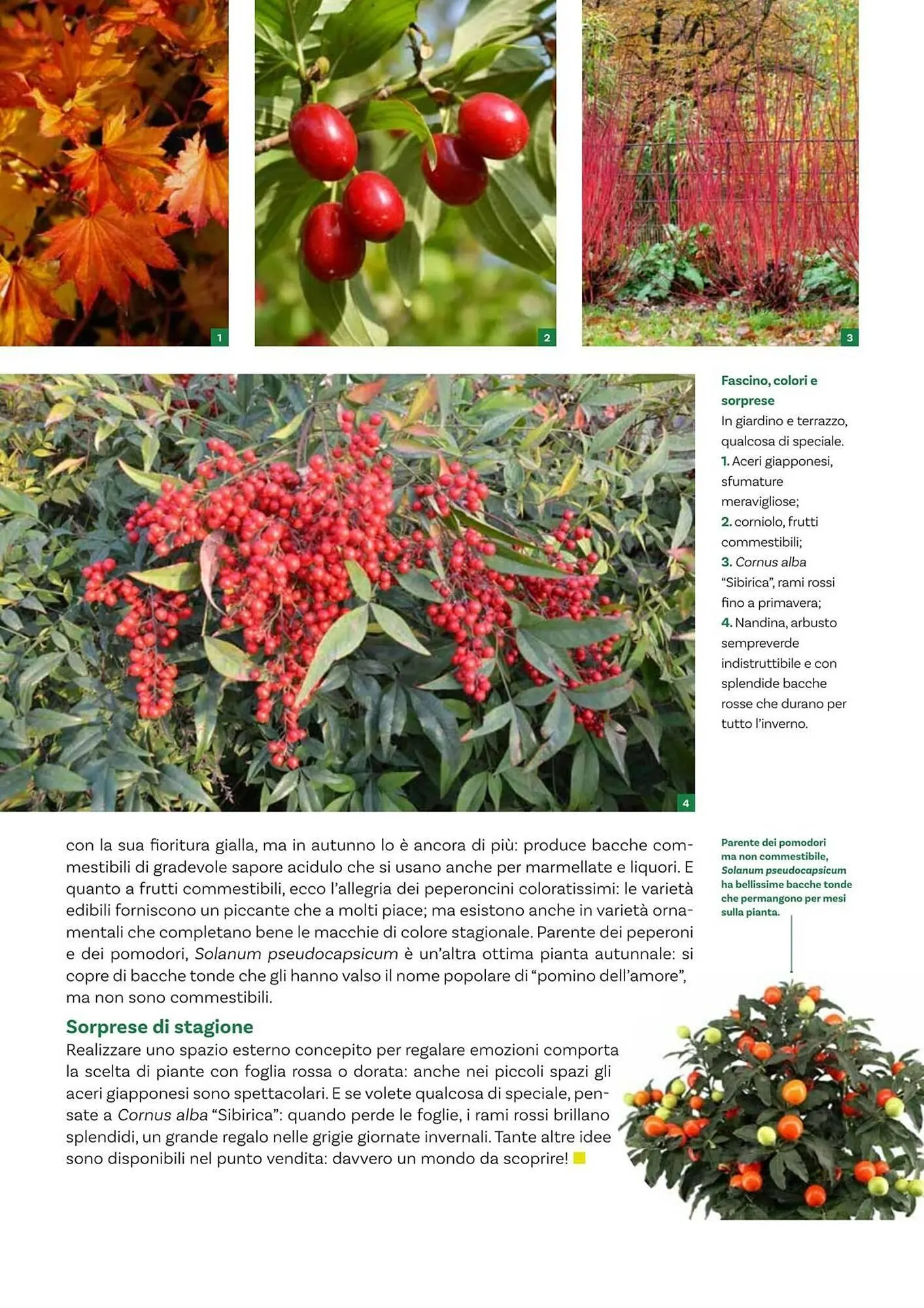 Volantino Viridea da 17 ottobre a 22 dicembre di 2025 - Pagina del volantino 9