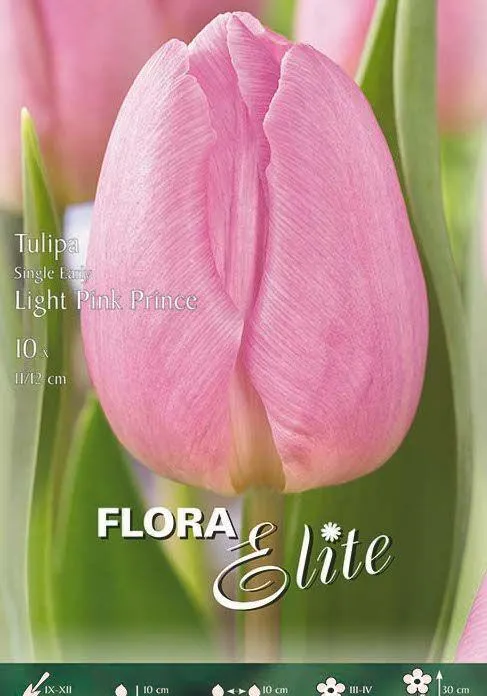 TULIPANO SEMPLICE PRECOCE - LIGHT PINK PRINCE-