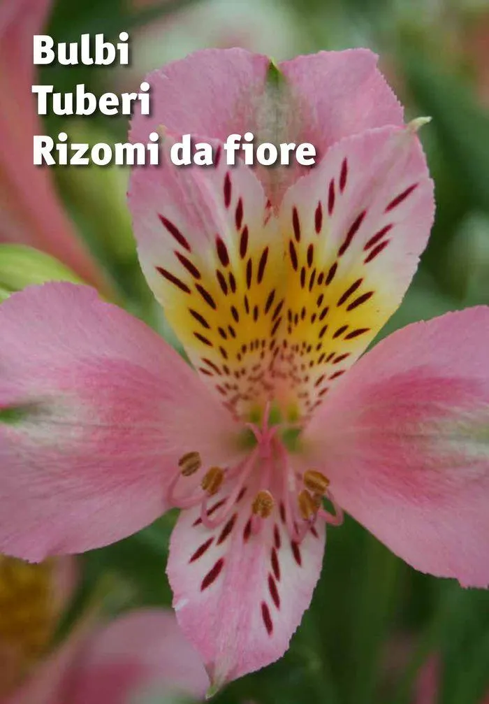 Bulbi Tuberi Rizomi da fiore da 25 marzo a 31 dicembre di 2024 - Pagina del volantino 1