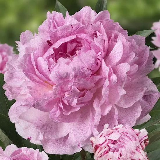 PEONIA ERBACEA SARAH BERNHARDT UNIQUE